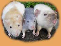 Gisi, Nefertari, Kobold