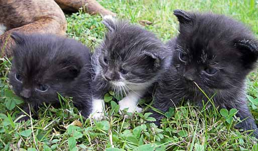 Suleikababies 29.06.2010