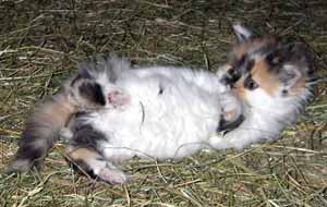 Klein-Suleika - richtig zum Knuddeln!