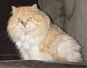 Sammy - mit Winterpelz