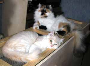 Sammy und Suleika sollen mal ein Paar werden