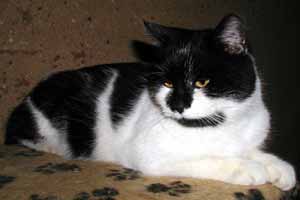 Snoopy - ein gemütlicher Bursche