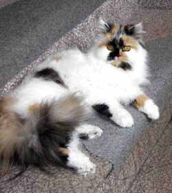 Suleika - ganz Prinzessin!