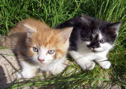 Suleikababies 29.08.2009