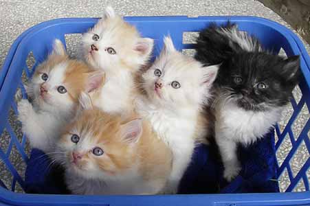 Suleikababies 25.07.2010