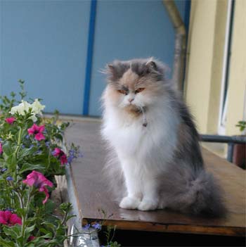 Leila unsere 1. Katze