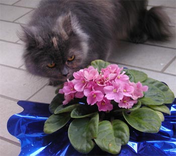 Minnie (Perser-Maine-Coon-Mix) auf Pirsch