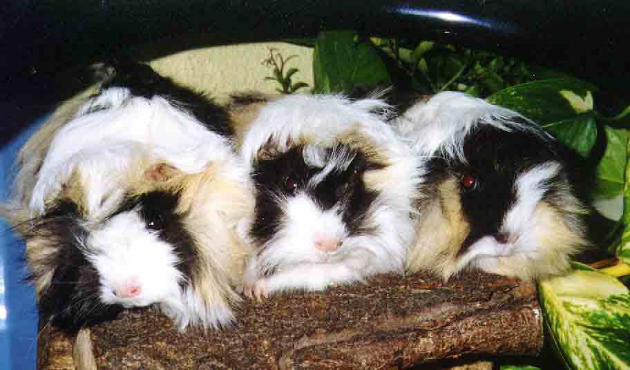 Quina  & Quando & Quendy 