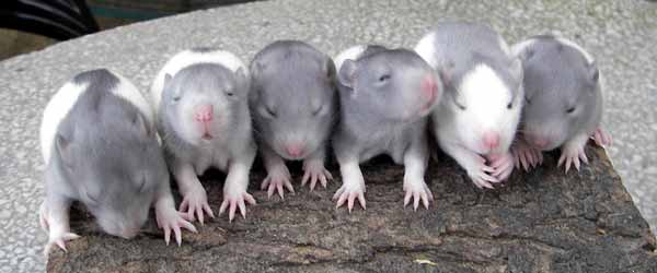 Lagunababies 30.4.08