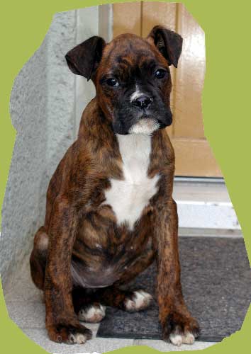 Ronja Räubertochter