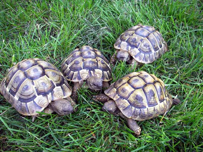 Hier mal alle 4 zusammen