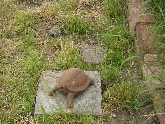 Detail Schildygehege