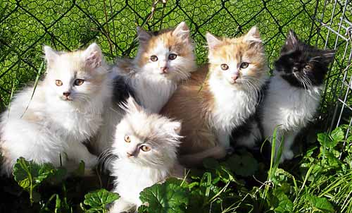 Babies von Suleika 2010