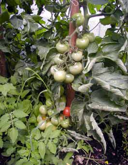 Tomaten-9.7.05.jpg
