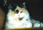 Leila, Perserkatze