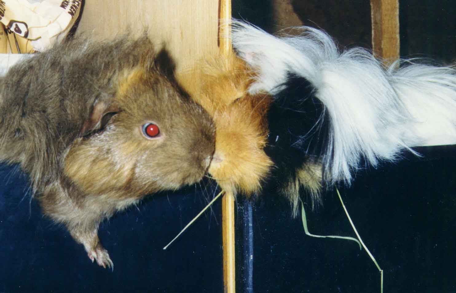 Vincent & Tara = Küßchen